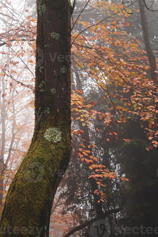 árboles en el bosque en temporada de otoño foto