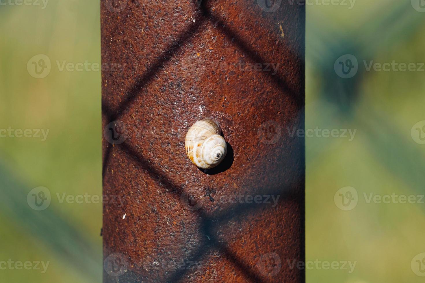 pequeño caracol marrón en la naturaleza foto