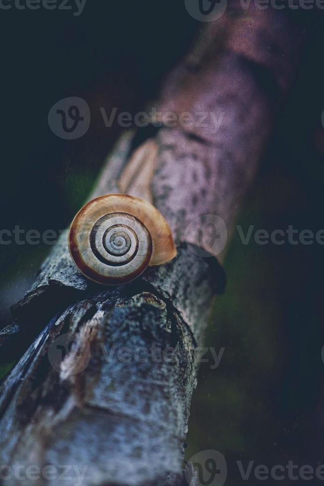 pequeño caracol marrón en la naturaleza foto