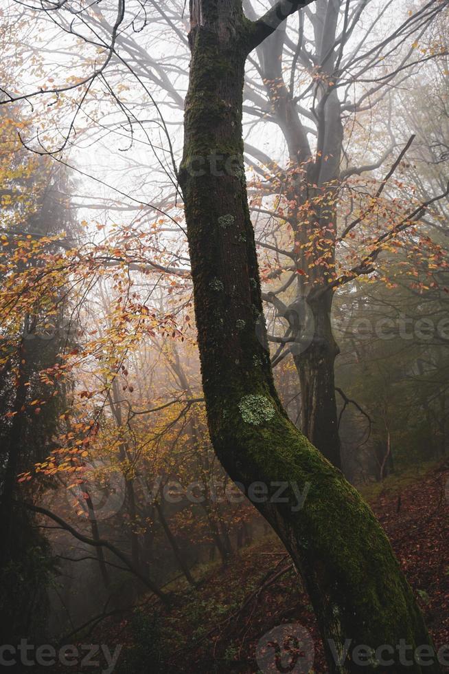 trees in the forest in autumn season photo