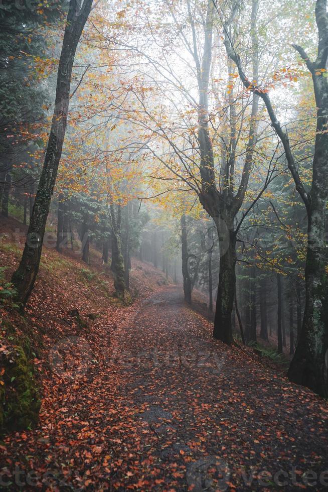 camino en el bosque en temporada de otoño foto