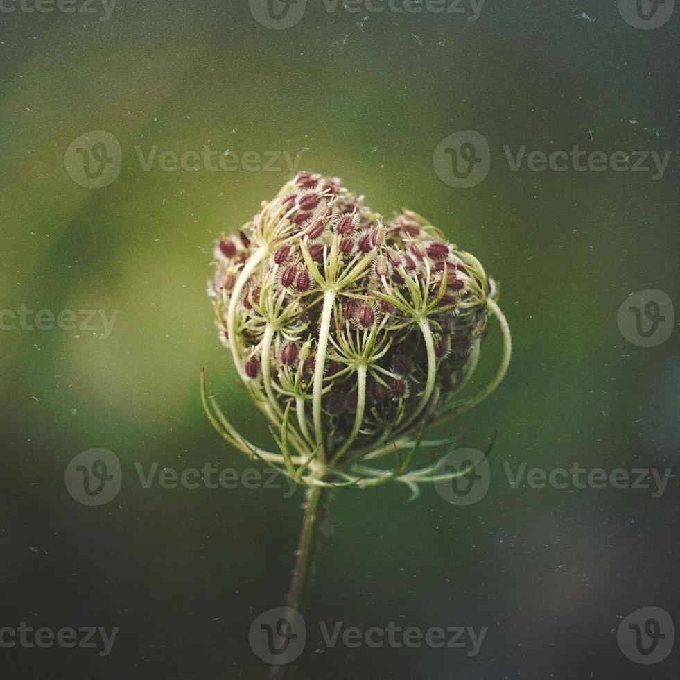 planta de flor verde en la naturaleza en primavera foto