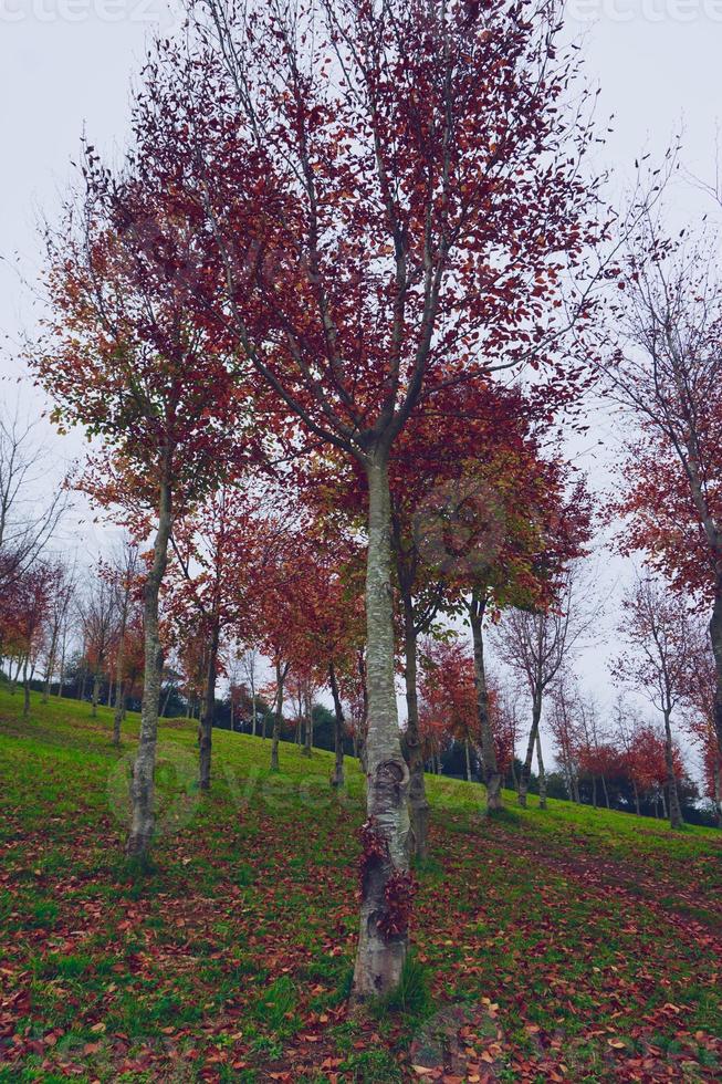 árboles con hojas rojas en la temporada de otoño foto