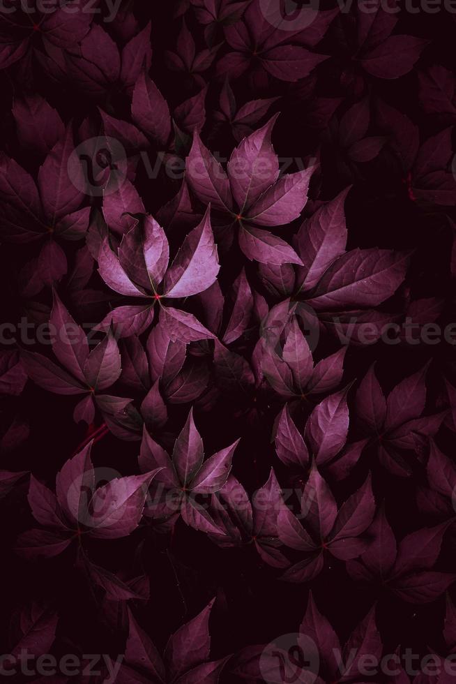 red plant leaves in autumn season photo
