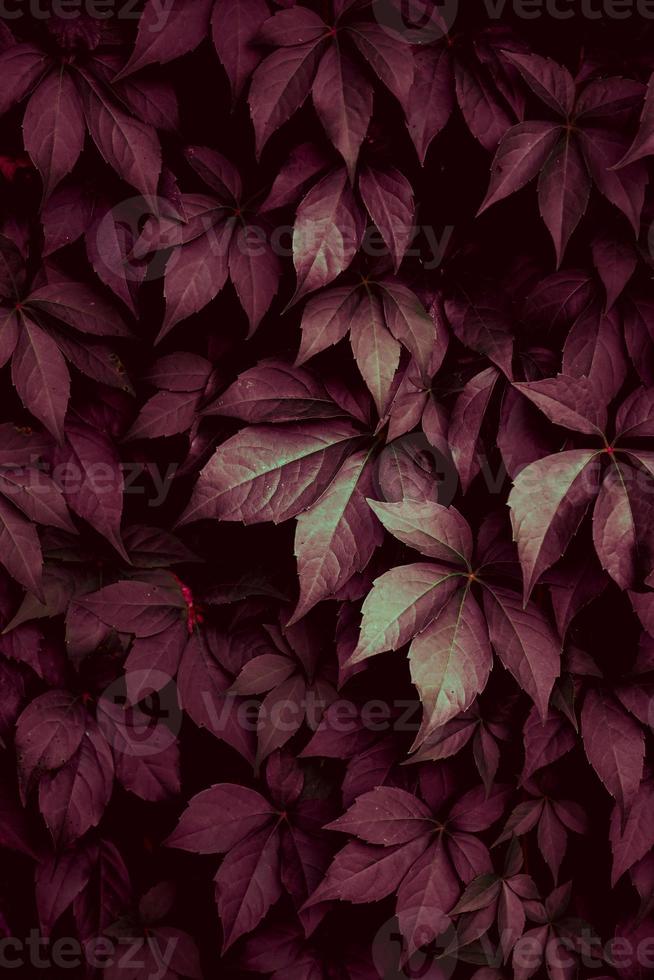 hojas de plantas rojas en la temporada de otoño foto