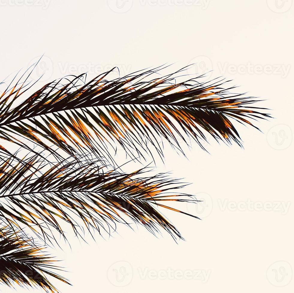 palm tree leaves abstract background photo