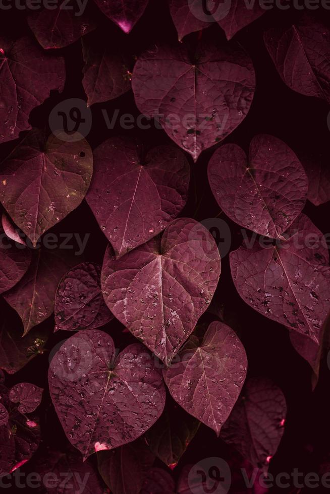 hojas de plantas rojas en la temporada de otoño foto