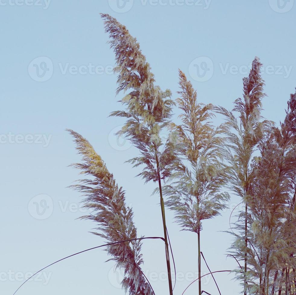 silueta de plantas de flor blanca en la naturaleza foto