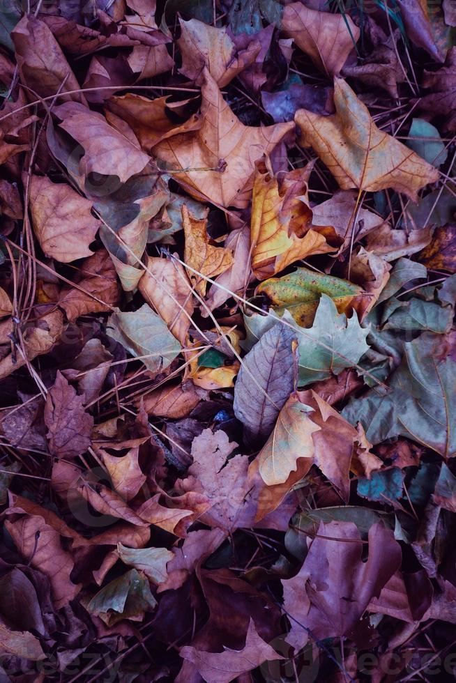 hojas secas multicolores en el suelo foto