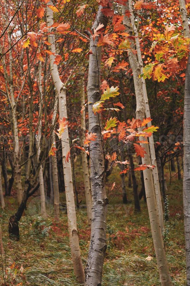 árboles con hojas marrones en temporada de otoño foto