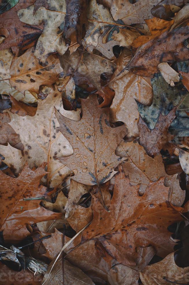 drops on the brown leaves photo