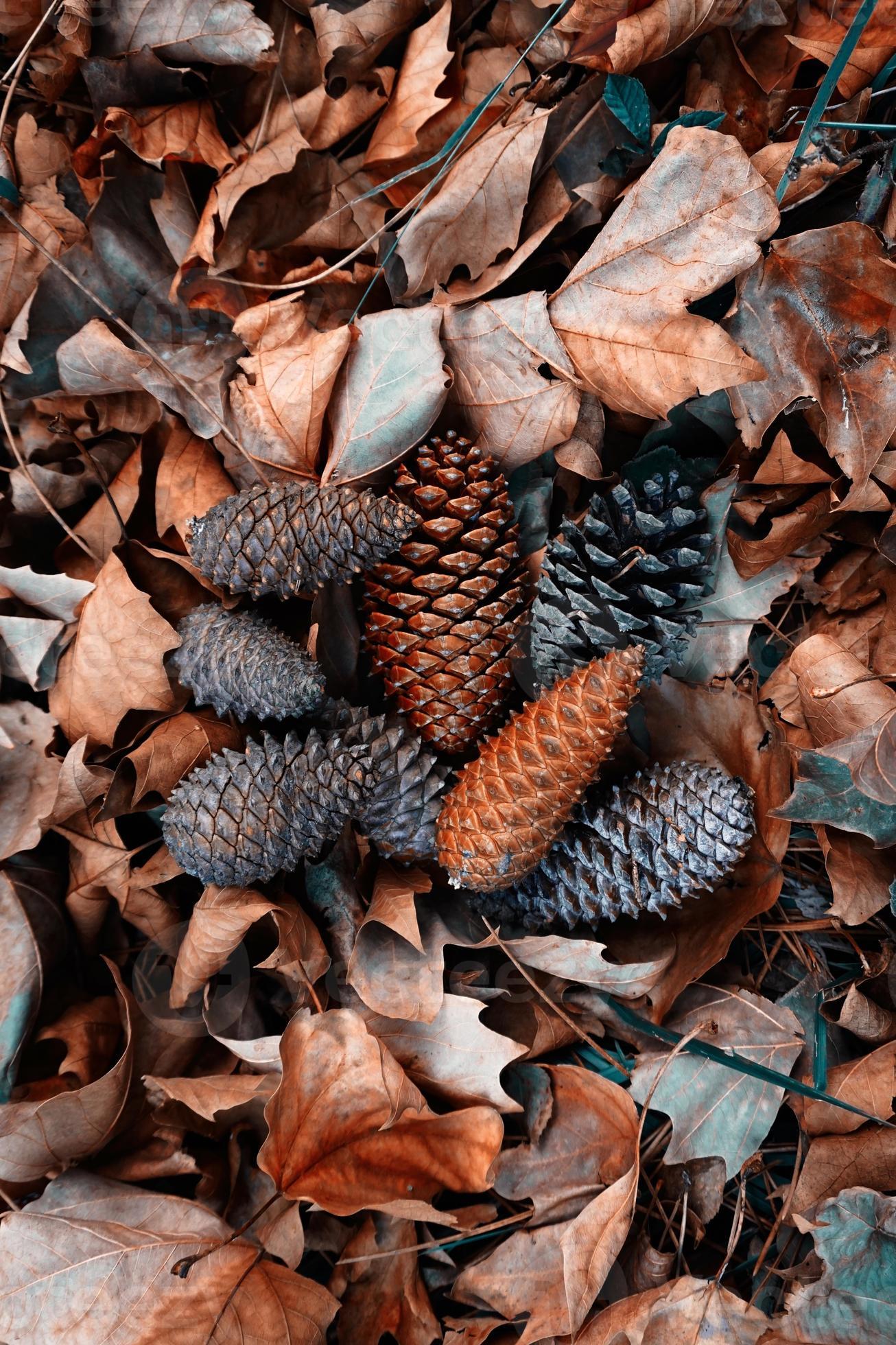 Where Are Pinecones In Grounded - dzx3xyn