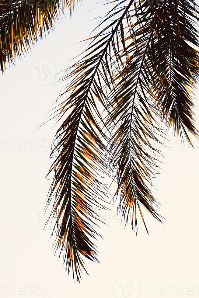 hojas de palmera resumen antecedentes foto
