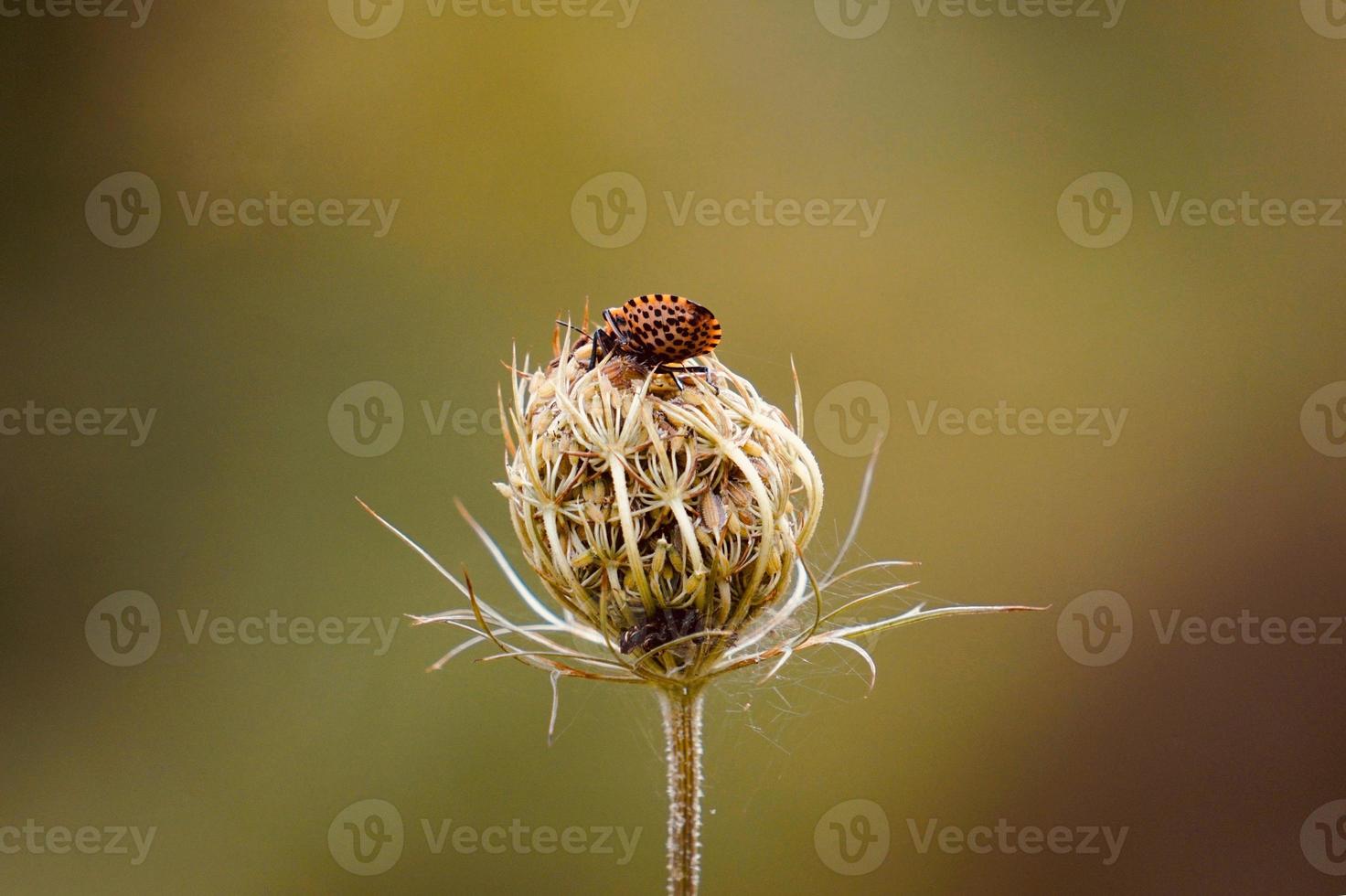 green flower plant in the nature photo