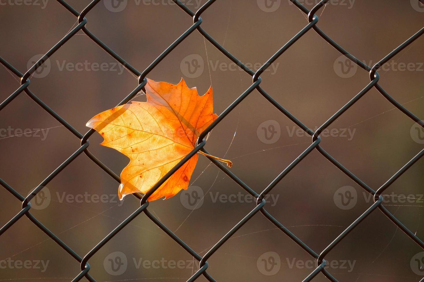 Hoja de arce marrón en la valla metálica foto