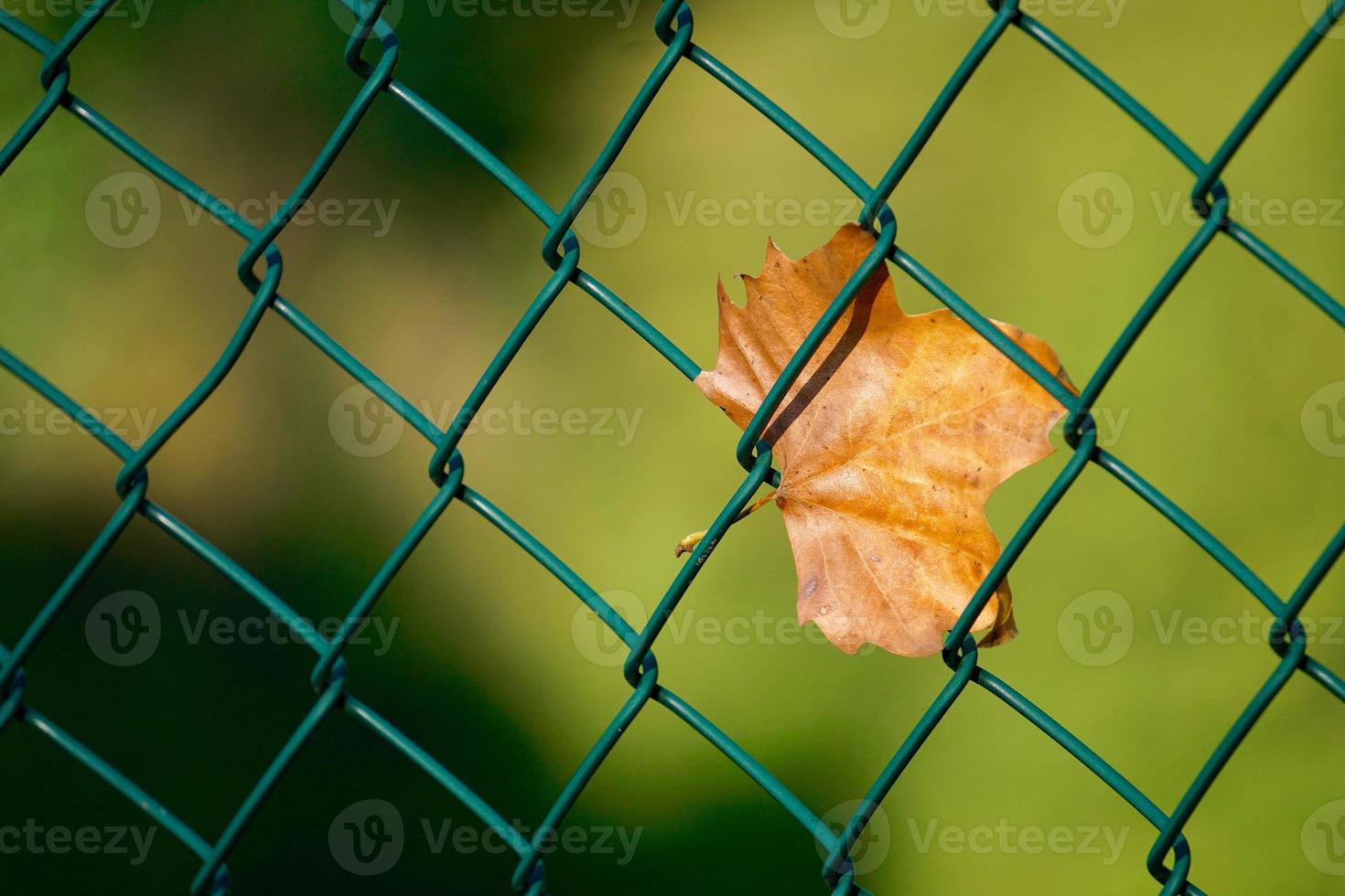 Hoja de arce marrón en la valla metálica foto