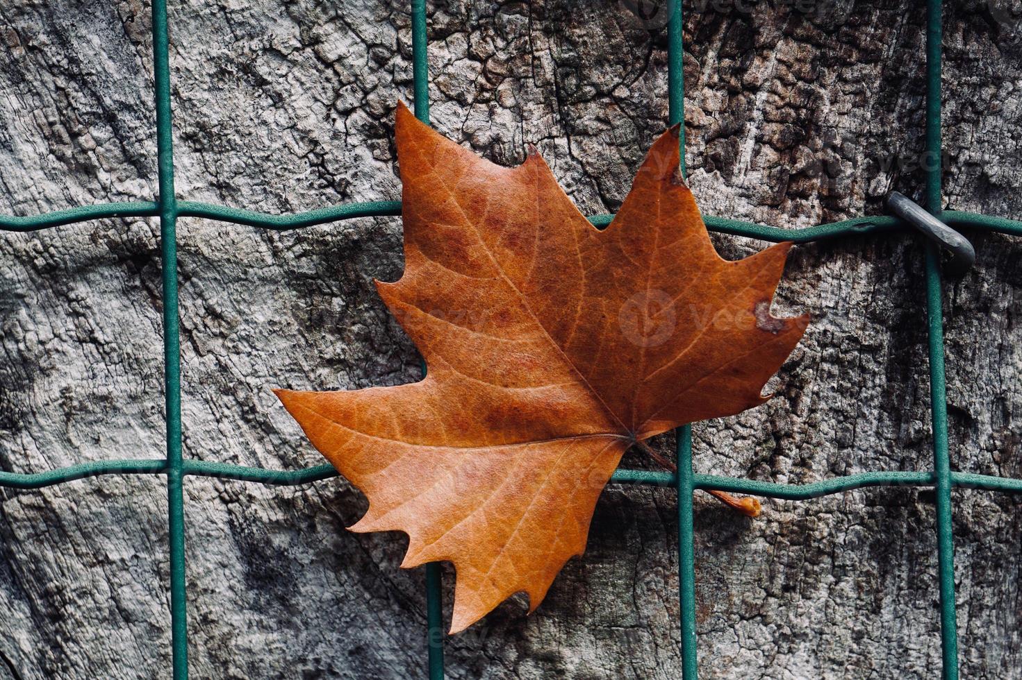 Hoja de arce marrón en la valla metálica foto