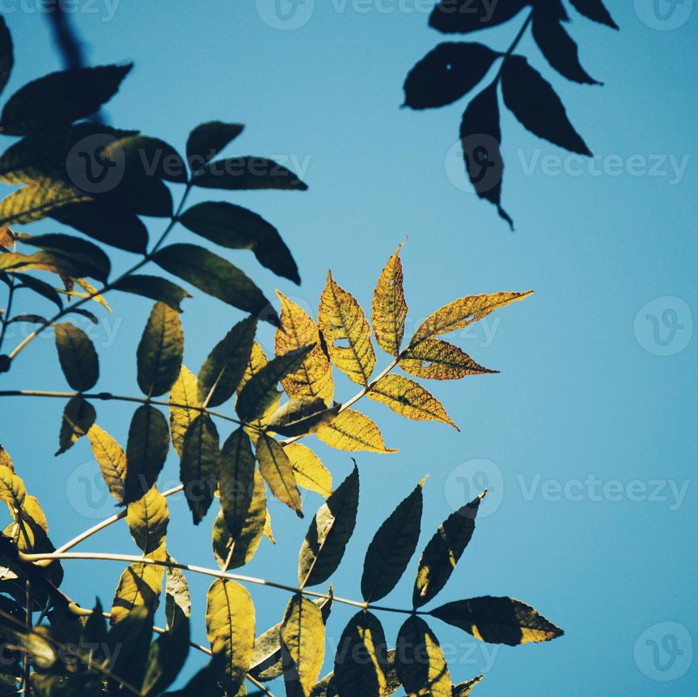 green tree leaves and blue sky photo