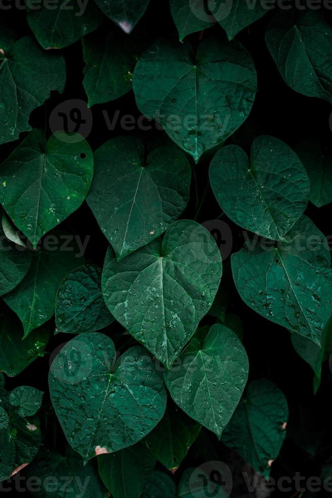 hojas de plantas verdes en primavera foto