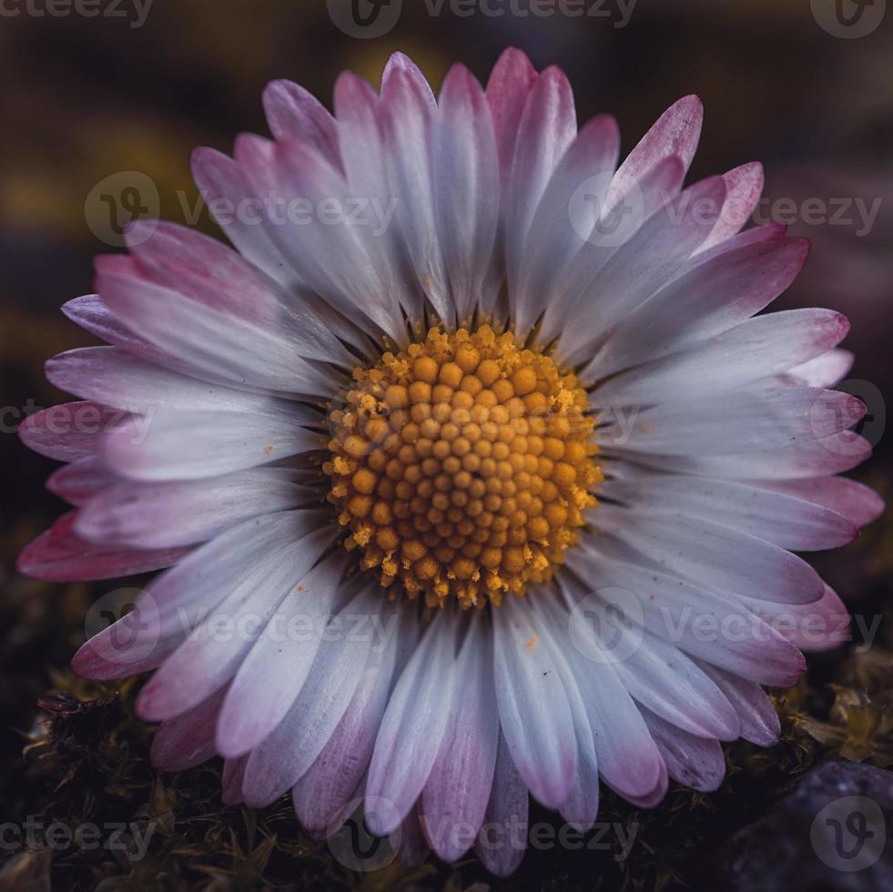 flores de margarita románticas en la naturaleza foto