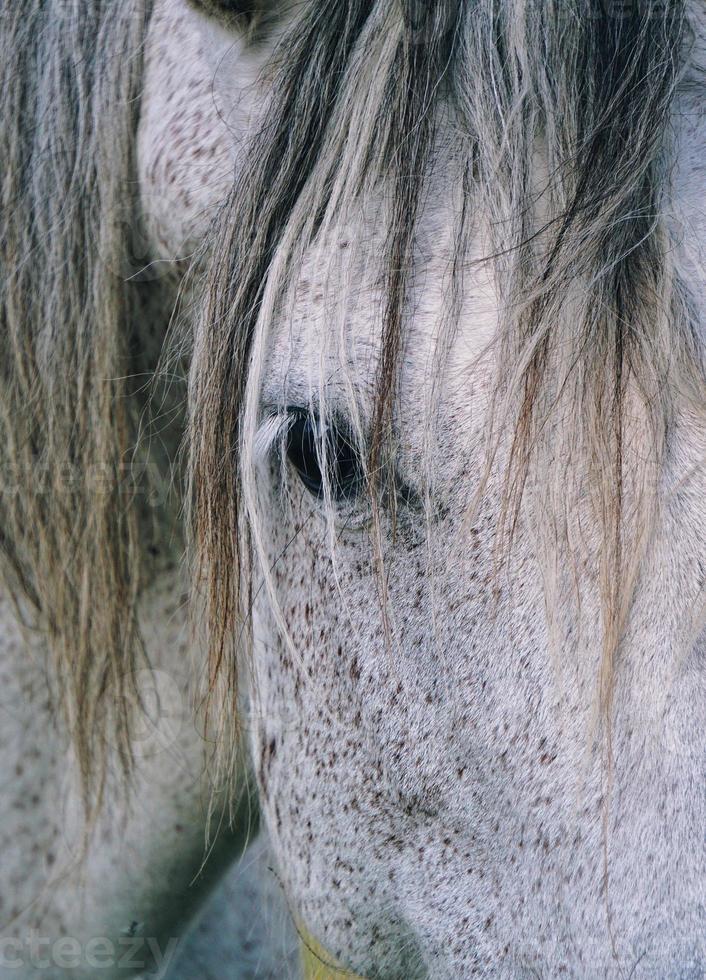 hermoso retrato de caballo blanco foto