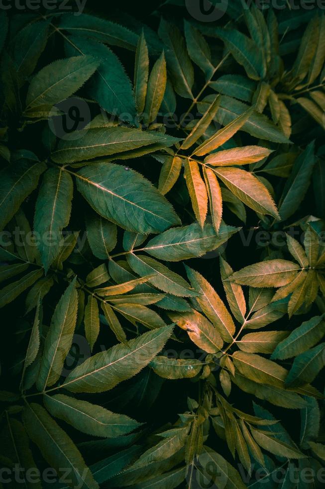 green plant leaves textured background photo