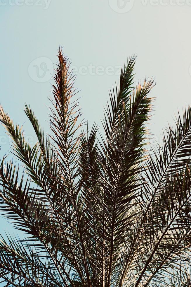 palm tree leaves background photo