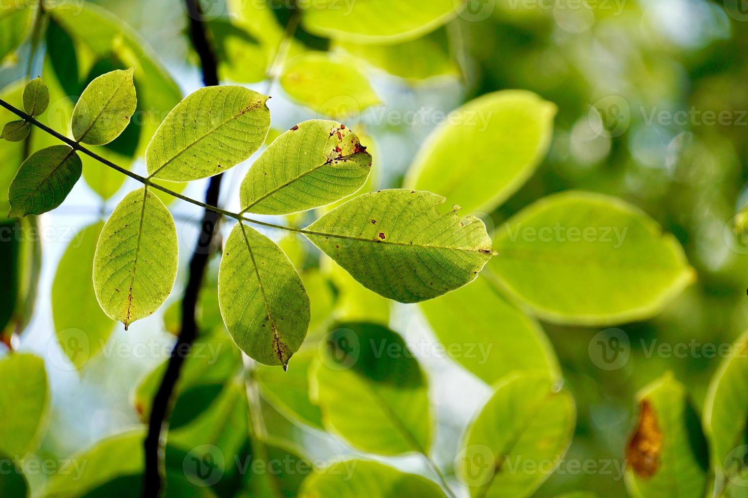 hojas de los árboles verdes en primavera foto