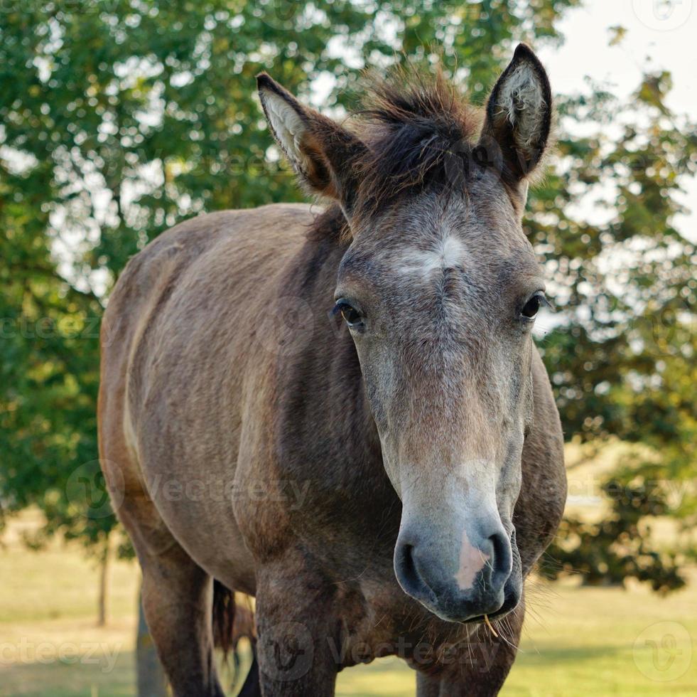 beautiful brown horse portrait photo