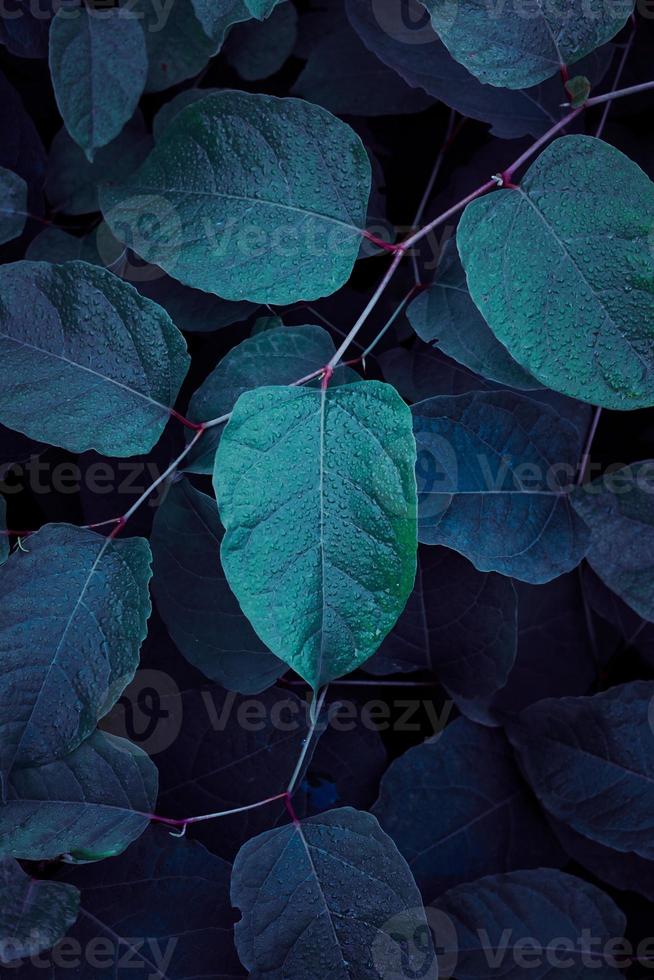 blue plant leaves textured background photo