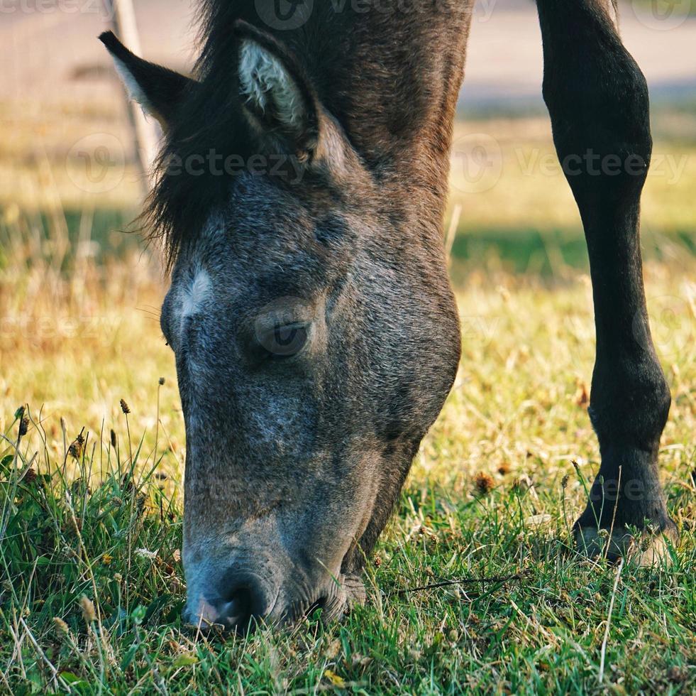 hermoso retrato de caballo marrón foto