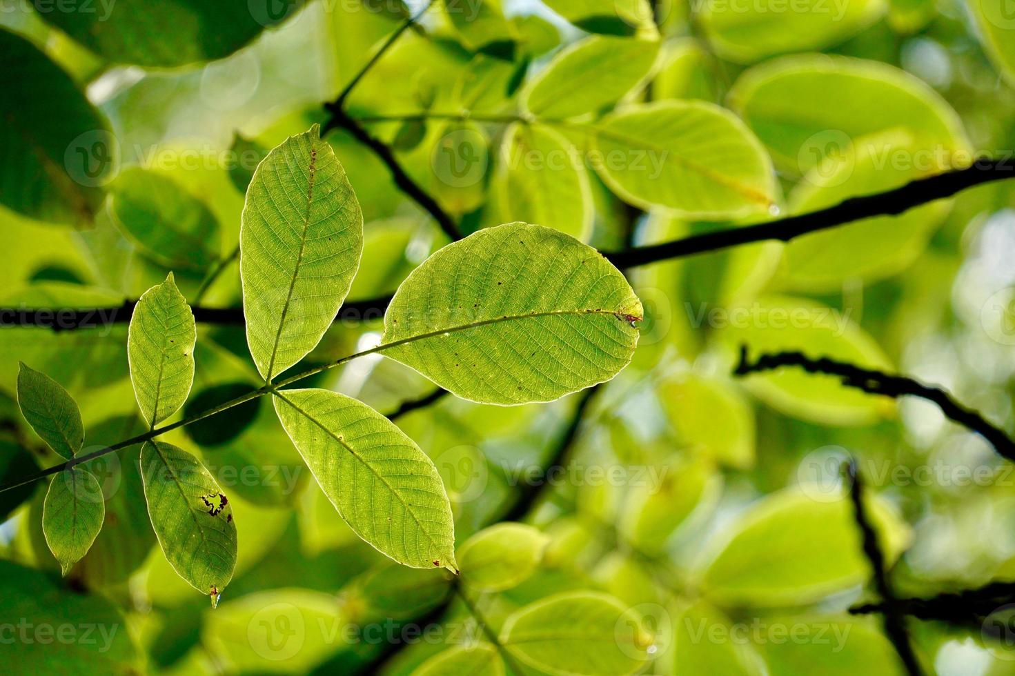 hojas de los árboles verdes en primavera foto