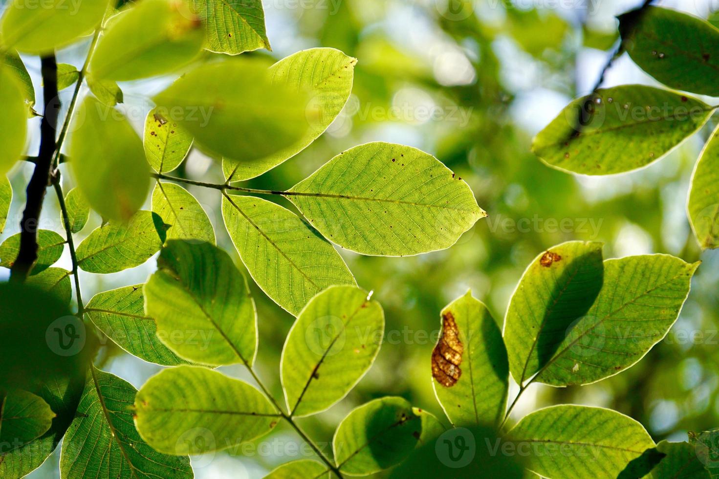 green tree leaves in springtime photo