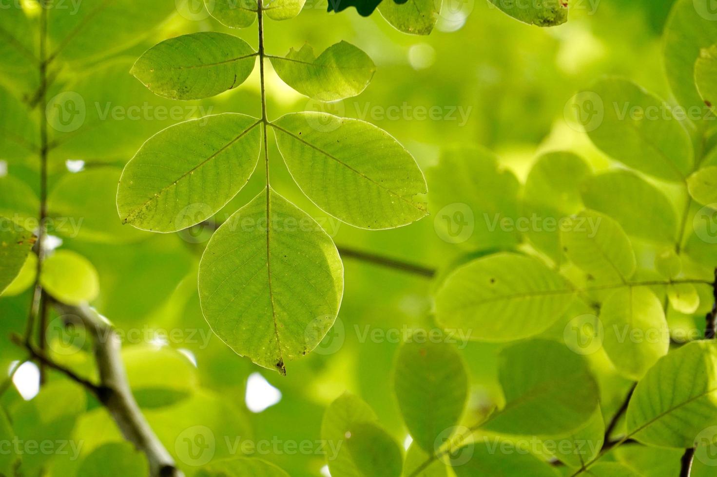 hojas de los árboles verdes en primavera foto