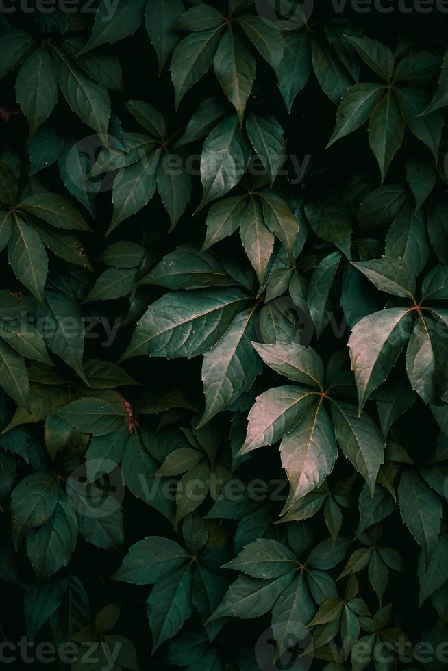 fondo de textura de hojas de planta verde foto