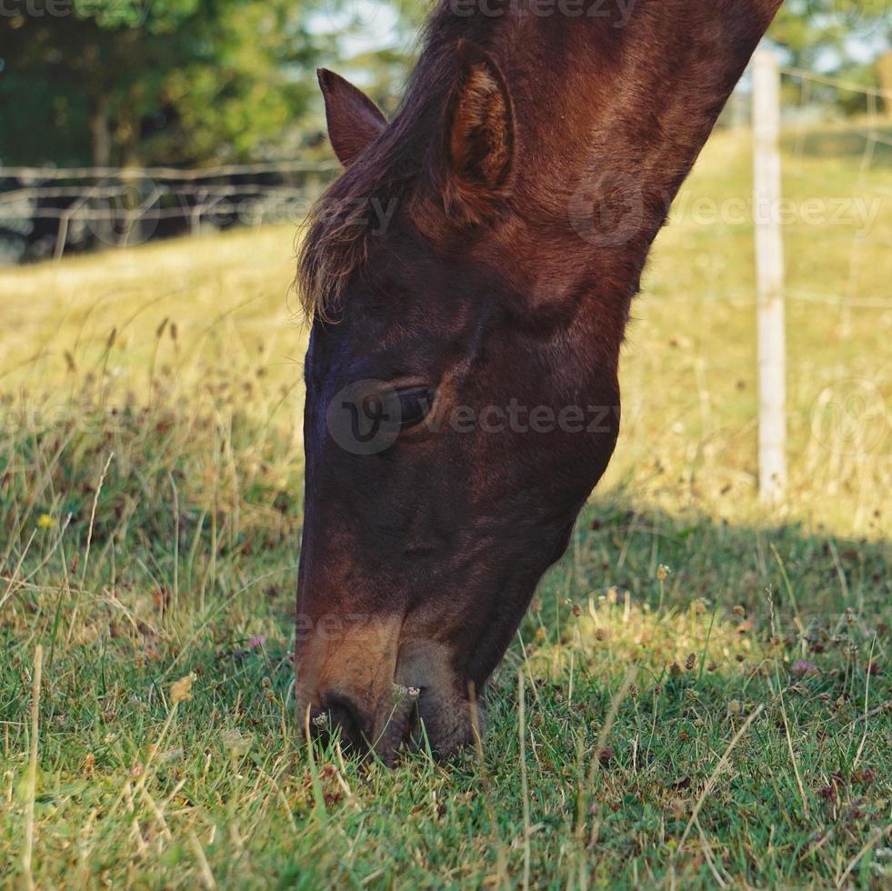 hermoso retrato de caballo marrón foto