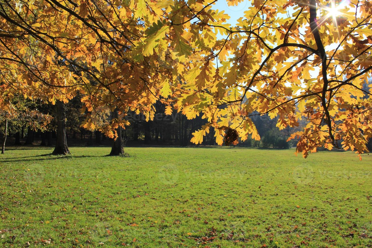 Sun in branches with gold leavesf photo