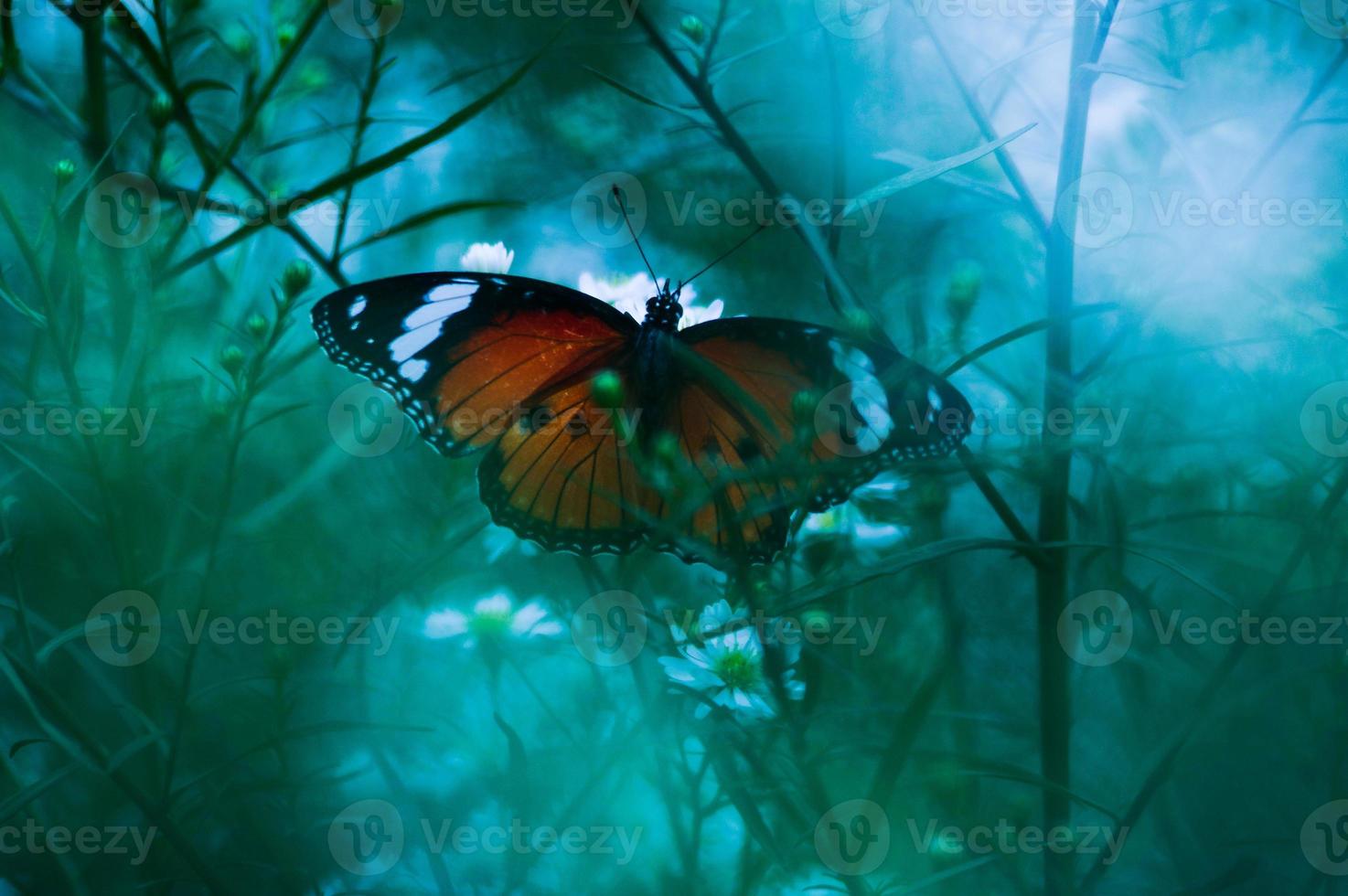 Trap in forest butterfly photo