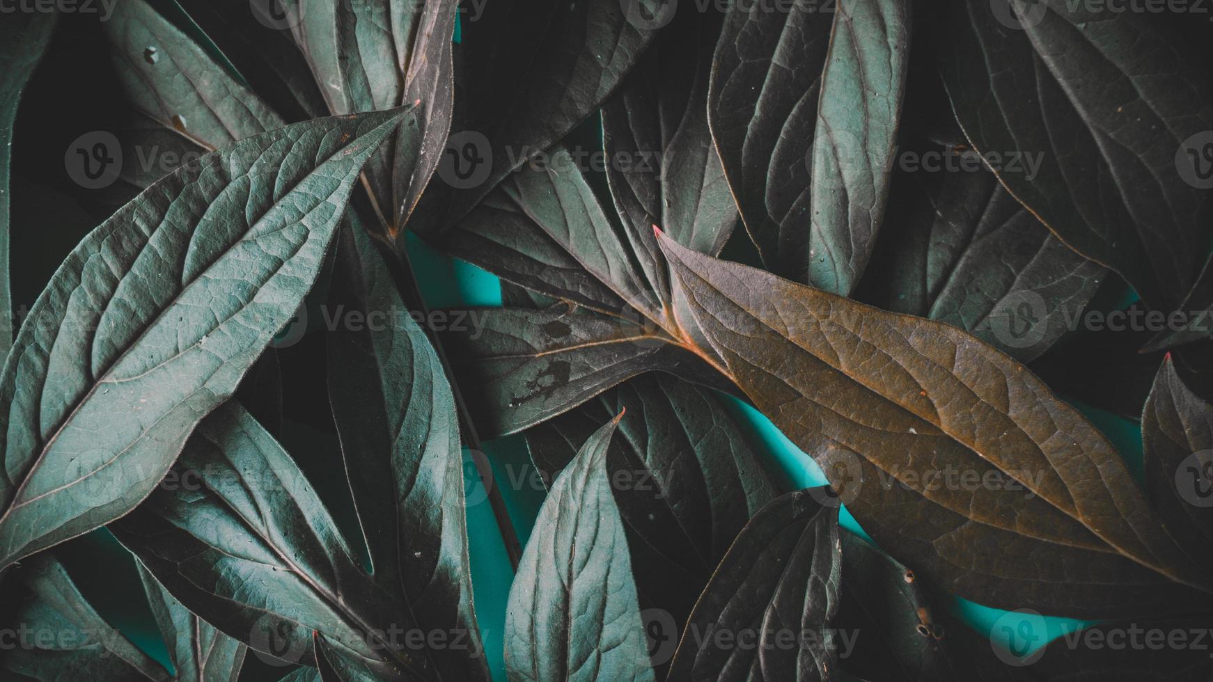 foliage on a blue background photo