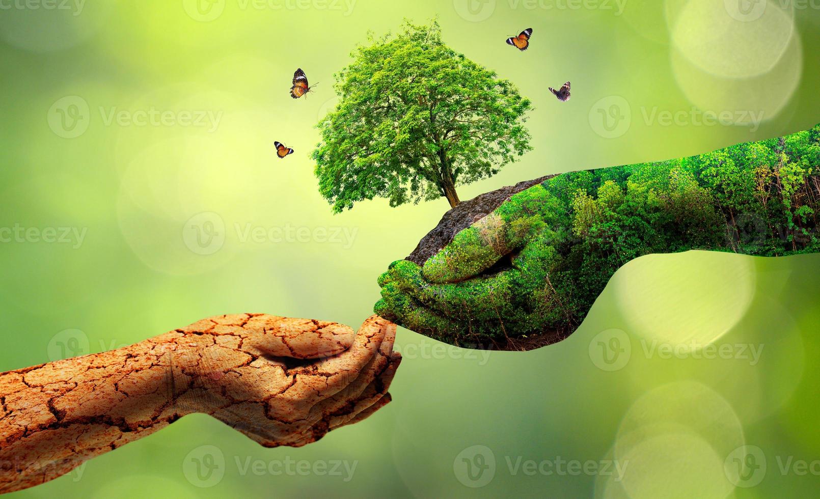 environment Earth Day In the hands of trees growing seedlings Bokeh green Background Female hand holding tree on nature field grass Forest conservation concept photo