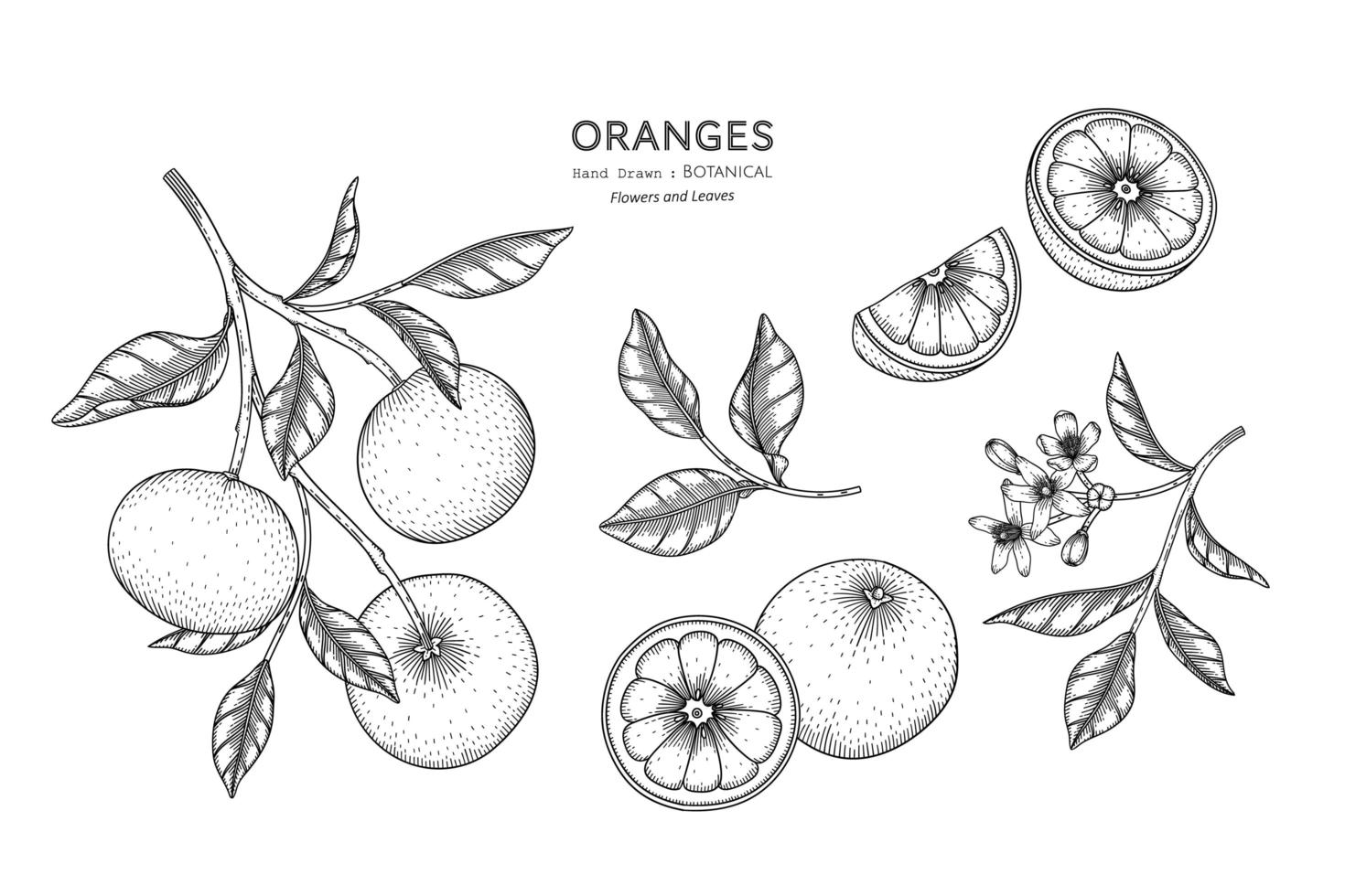 Oranges fruit hand drawn botanical illustration with line art vector