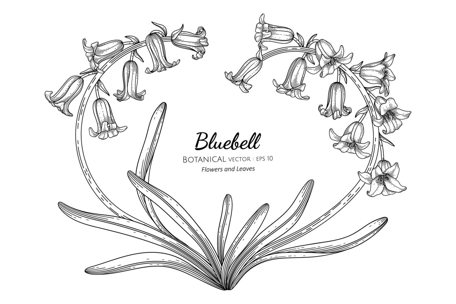 Bluebell flower and leaf hand drawn botanical illustration with line art vector