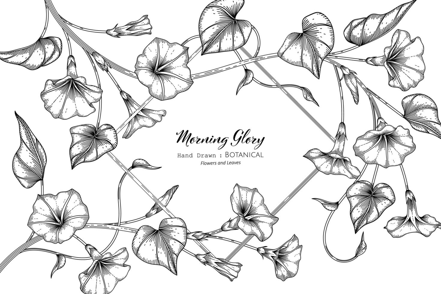 Morning glory flower and leaf hand drawn botanical illustration with line art vector