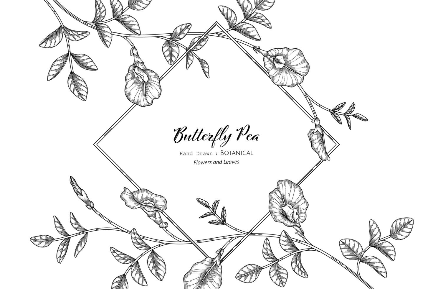 Butterfly peas flower and leaf hand drawn botanical illustration with line art vector