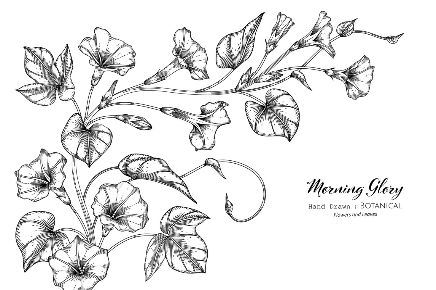 Morning glory flower and leaf hand drawn botanical illustration with line art vector