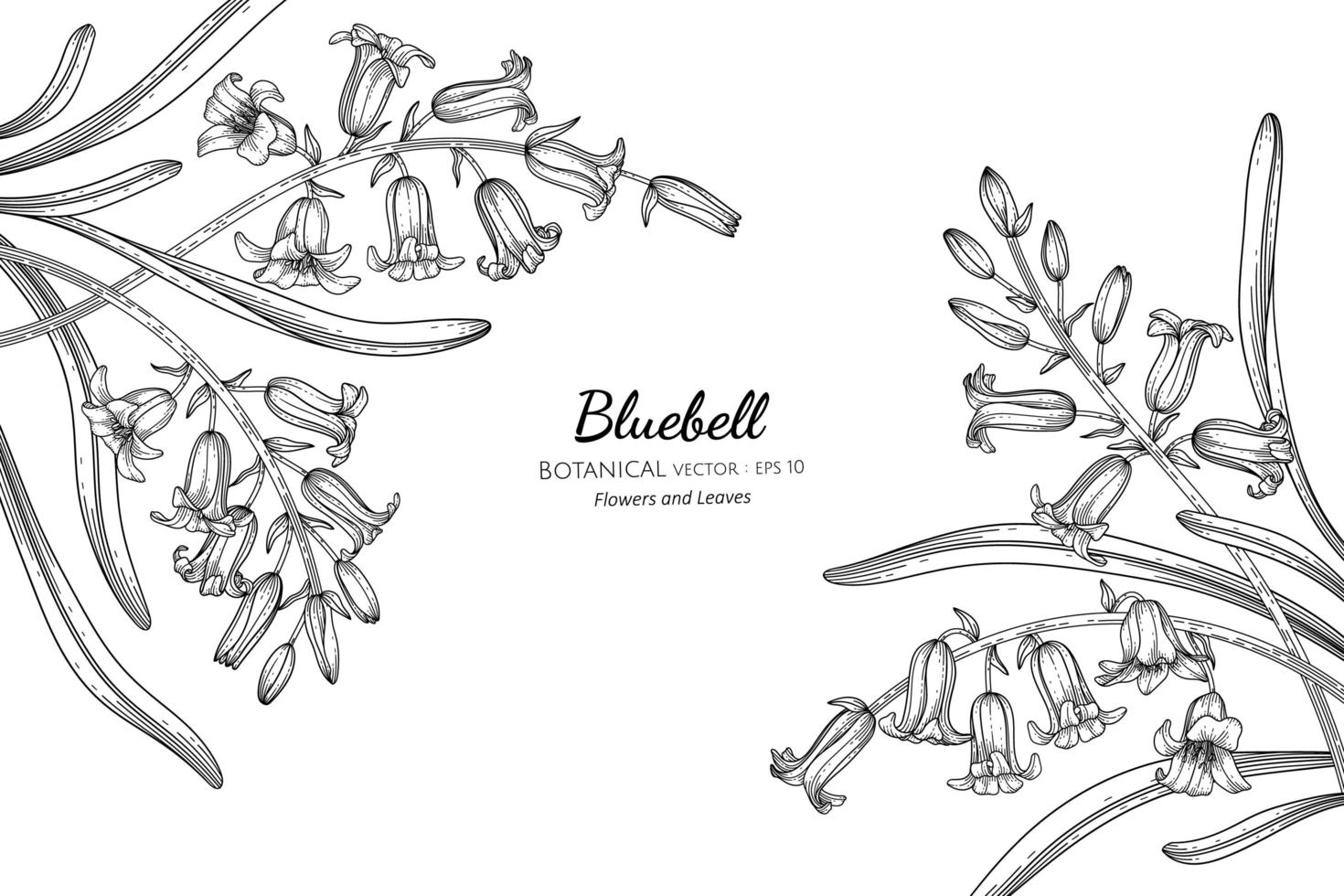 Bluebell flower and leaf hand drawn botanical illustration with line art vector