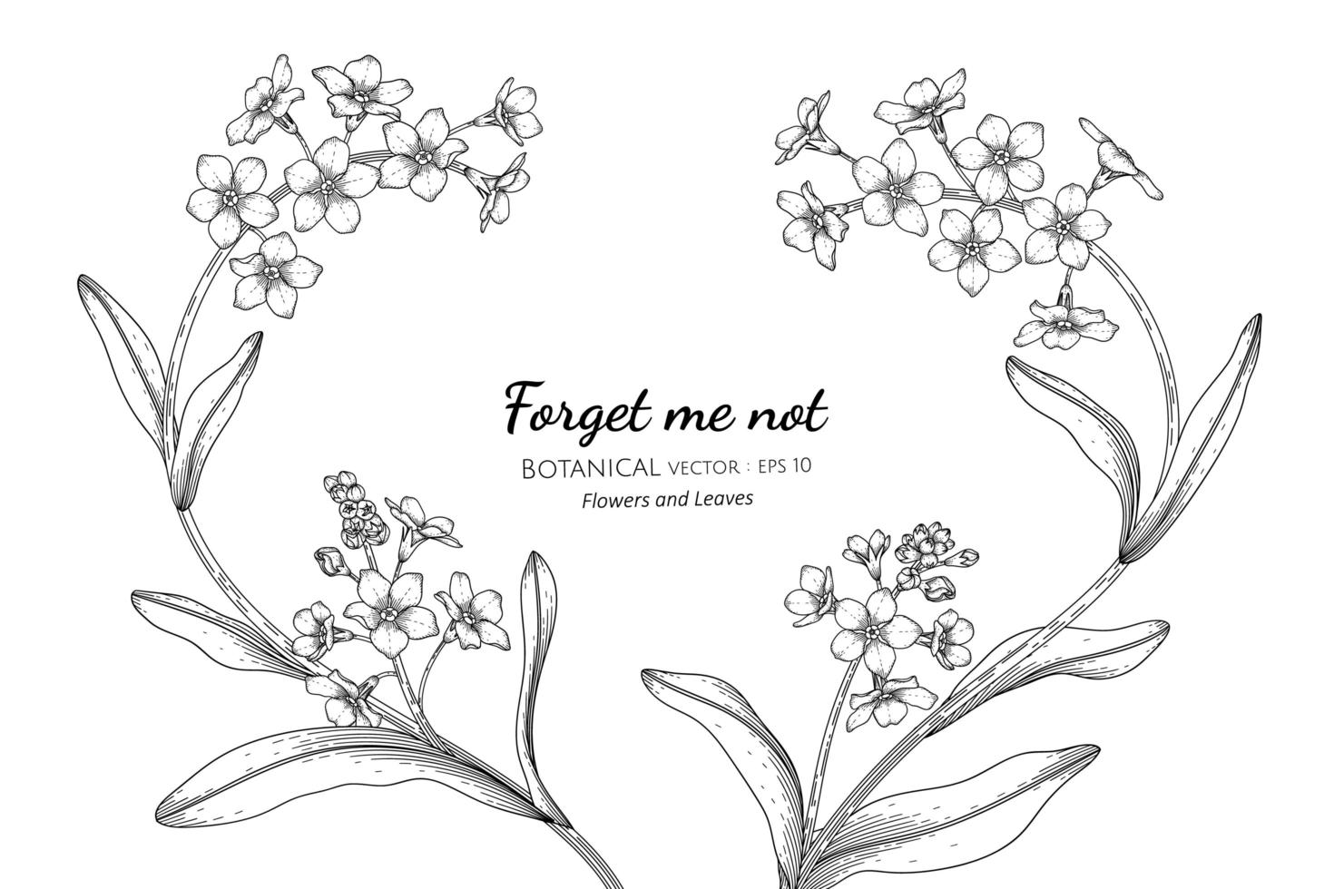 Forget me not flower and leaf hand drawn botanical illustration with line art vector