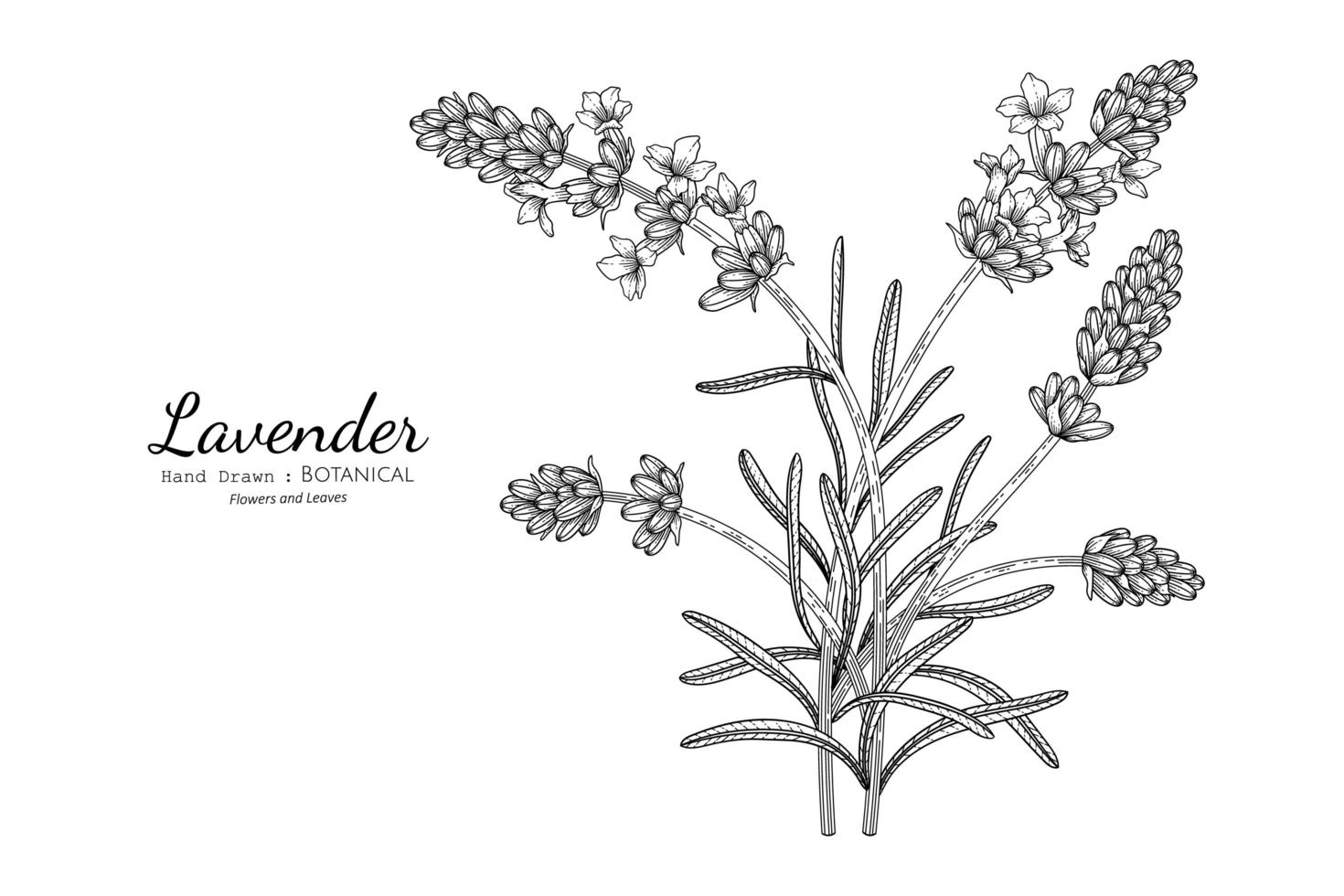 Lavender flower and leaf hand drawn botanical illustration with line art vector