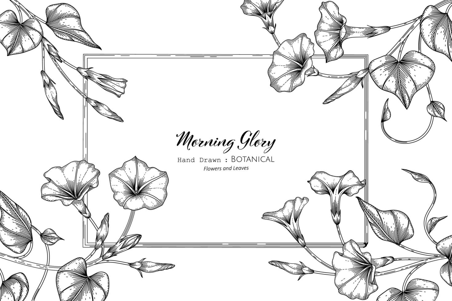 Morning glory flower and leaf hand drawn botanical illustration with line art vector