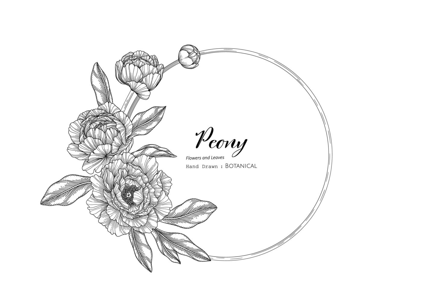 Hand drawn Peony floral and leaf vector